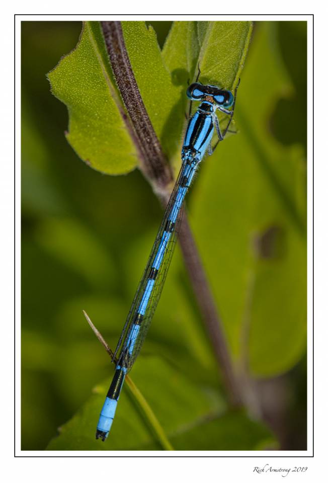 bluet drgaonfly 1.jpg